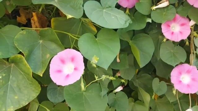 Мама все придумала: дочь переезжает к ней в квартиру, а сын с невестой поселятся в квартире дочери. смотреть онлайн