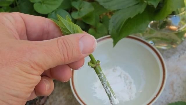 СТИМУЛЯТОРЫ корнеобразования, КОРНЕВИН и другие | Принцип действия, как использовать