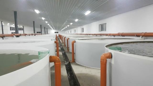 Выращивание Осетра Форели и других видов рыб....Часть 2 продолжение строительство рыбной фермы.ПП.. смотреть онлайн