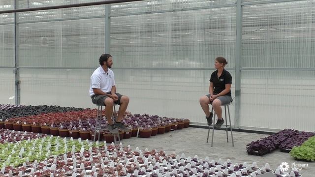 PVG Grower Guide: SUPERTUNIA ROYAL VELVET Improved Petunia from Proven Winners смотреть онлайн