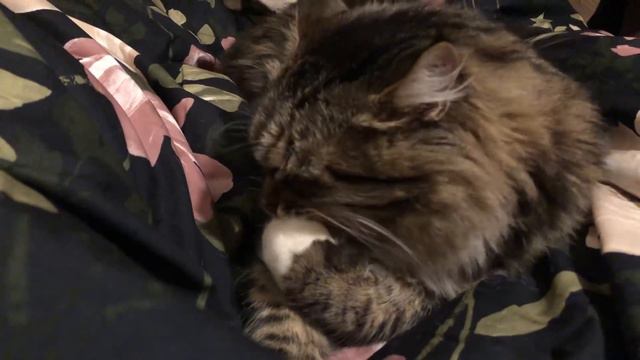 Сибирский кот узнает хозяйку по звуку МАШИНЫ! смотреть онлайн
