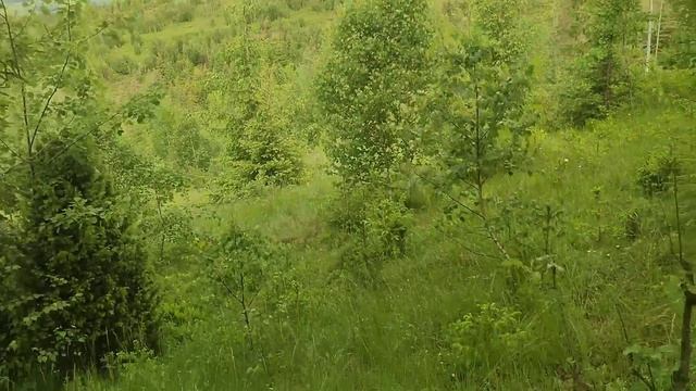 Найкращий врожай білих грибів у Карпатах сьогодні!!!(11.06.2023) ??? смотреть онлайн