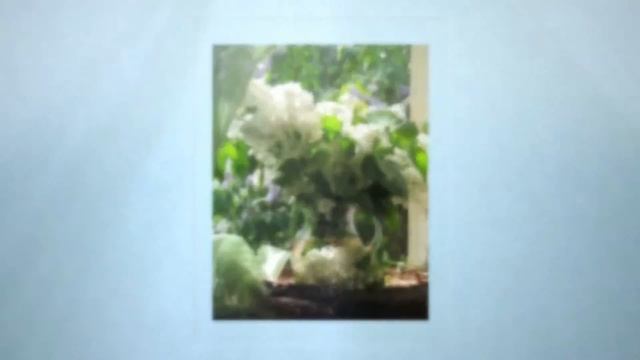 День рождения поздравления прикольные фото смотреть онлайн