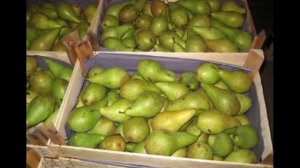 Как  сохранить  свежими зимние сорта груш
