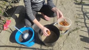 Как высадить гладиолусы в горшок? Гладиолусы в горшке. Неприхотливый сад