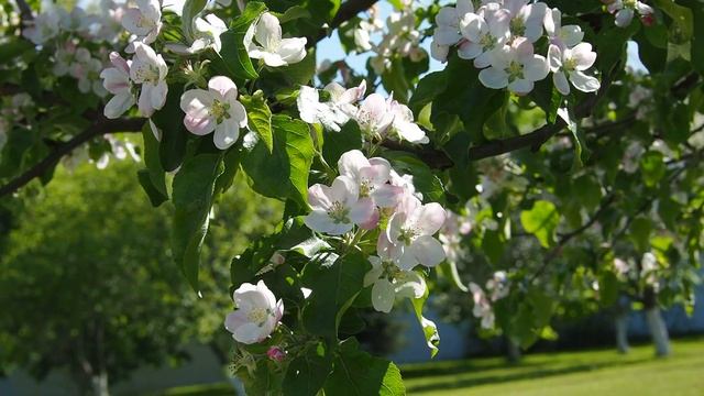 Яблони в цвету, Спасо-Преображенский монастырь в Муроме, Apple trees bloom in the Spassky Monastery смотреть онлайн