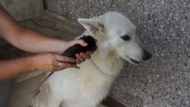 Реакция Агаты на крысу. Неожиданно!...Собака и крыса #Shorts смотреть онлайн