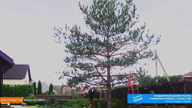 СОСНА ОБЫКНОВЕННАЯ ОБРЕЗКА/pinus sylvestris/ @user-qs3ui4et9d / Стрижка туи минск смотреть онлайн