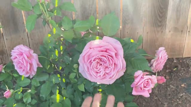Belinda’s Dream Rose