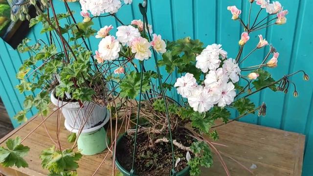 Lara Marjorie, апрель 2021 г