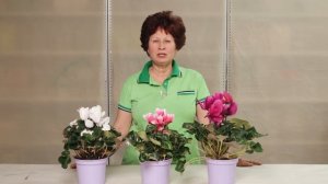 Все об уходе за цикламенами: полив, пересадка, подкормка