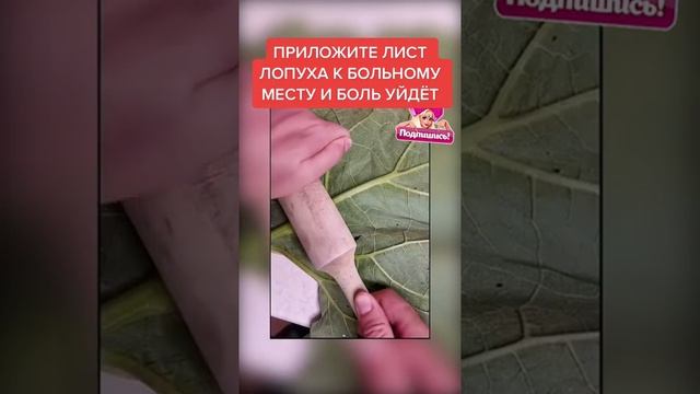 Как правильно приложить лист лопуха к больному месту смотреть онлайн