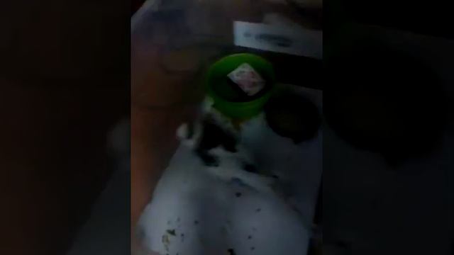Любимая игрушка попугая коробка от спички смотреть онлайн