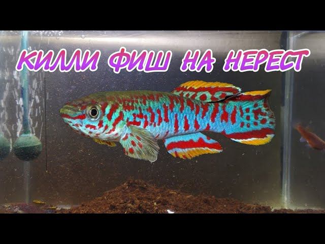 Посадил афиосемиона гарднера на нерест( кили фиш ). смотреть онлайн