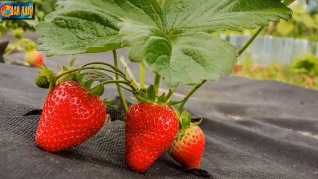 Домовладелец Pro