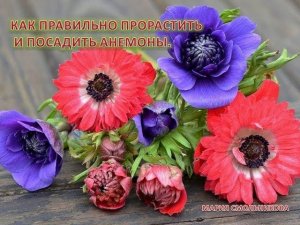 Как правильно прорастить и посадить анемоны.