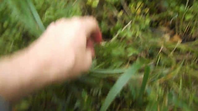 Собираю чернику в лесу смотреть онлайн