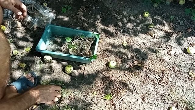 Как размножить Катальпу черенками Ч 2 смотреть онлайн