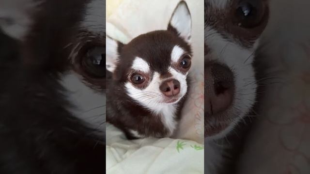 К бабуле поедем?! А на дачу?!Чихуахуа Пулька, шотландская кошка Буня и шиншилла Боцман. 12.06.2022. смотреть онлайн