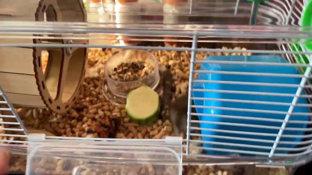 Хомяк пытается меня СОЖРАТЬ! Джунгарик Пакито одичал и нападает на своих! 0_0 смотреть онлайн