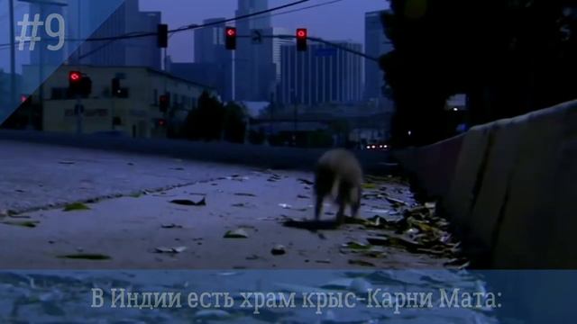 Крысы-15 фактов о символе 2020 года! смотреть онлайн