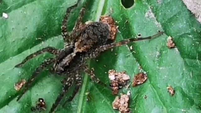 Паутина - Приметы (Народные суеверия о паутине и пауке) смотреть онлайн