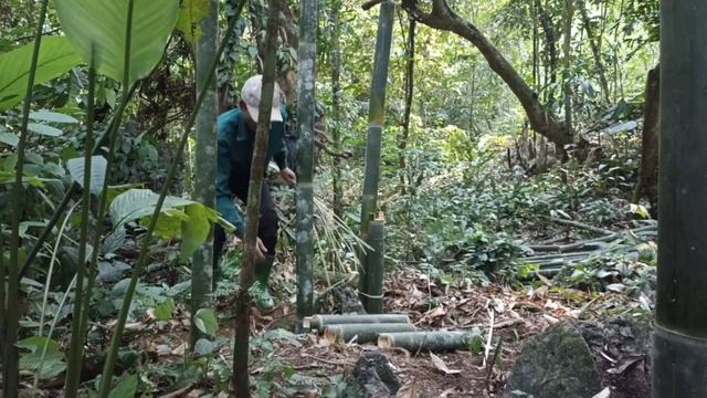 Bamboo House Building, Frame Bamboo House - Forest Life