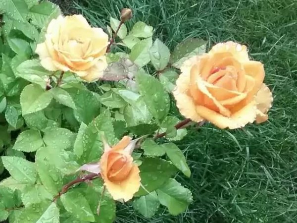 Желтые розы