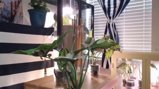 Syngonium Pink Splash смотреть онлайн