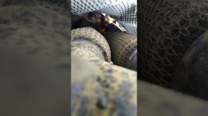 замена датчика кислорода 1  шкода октавия а5