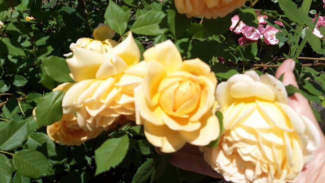 10 июня 2022 Обзор розового сада. смотреть онлайн