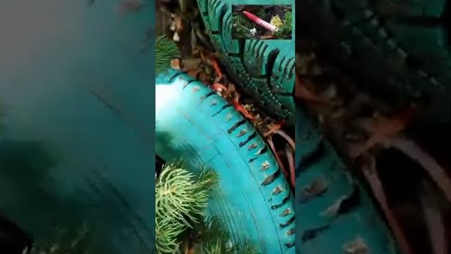 Интересное растение смотреть онлайн