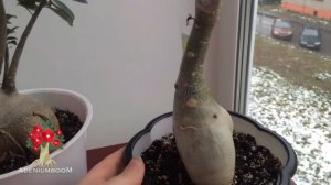 Интересные формы адениума. Растения 5ти коллекционеров.