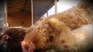 Порода кур фокси чик особенности содержания и разведения