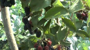 Ежевика Вождь Джозеф