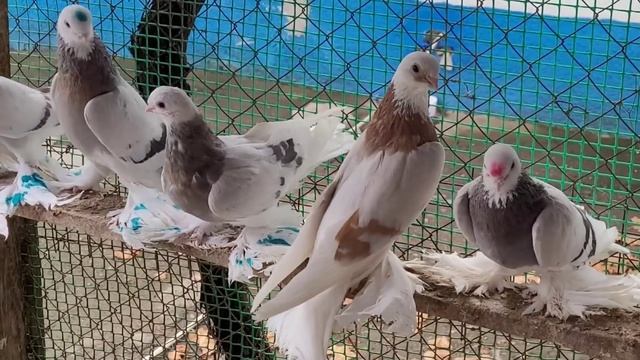 сельские голуби. В гостях у Виктора, село Высокое.номер 8-906-473-98-85.