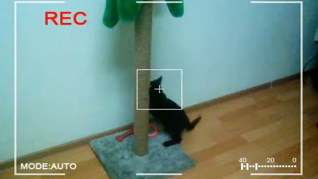Котенок играет. Видеосъемка./ RayMaty смотреть онлайн