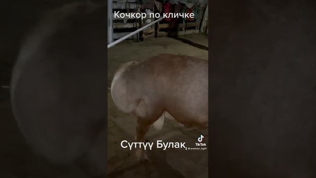Сүттүү булак суттуу булак На оценку сын Шарпея мать дочь карзая смотреть онлайн