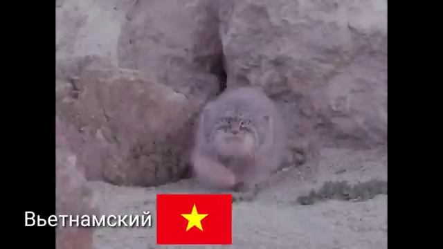 Один манул, два манула... НА РАЗНЫХ ЯЗЫКАХ ЧАСТЬ 2 смотреть онлайн