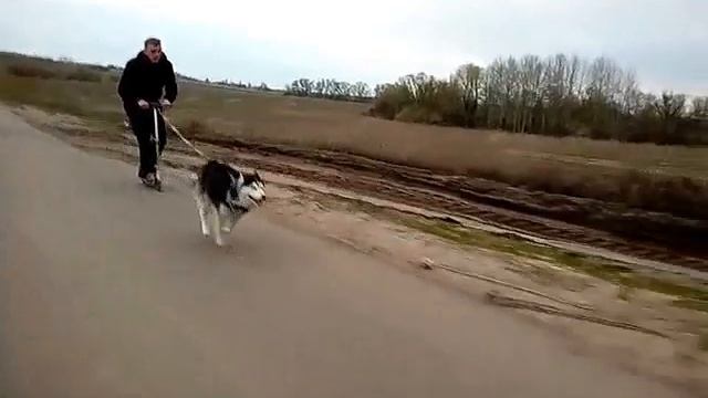 Хаски и самокат смотреть онлайн
