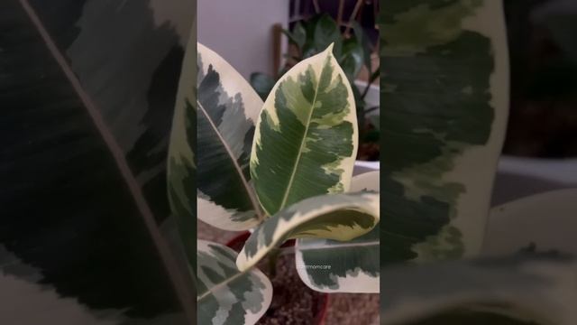 #shorts Variegated rubber plant ficus elastica indoor care | easy variegated plants | plant foliage смотреть онлайн