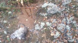 Проверка петель на глухаря и рябчика