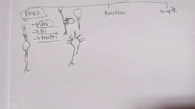 Classifications of nerve cells |Neuron |Full explanation in Tamil #tamil |Sukumiii смотреть онлайн