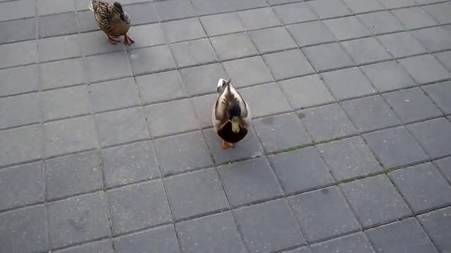 2012-05-11 07-54 Утки в центре Минска смотреть онлайн