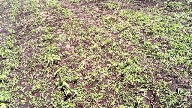 No-Till , классика , дожди и " рядная" обработка кукурузы. смотреть онлайн