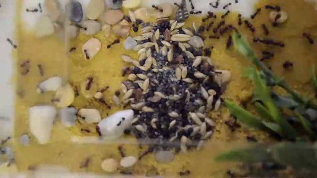 Как и чем кормить муравьёв жнецов? смотреть онлайн