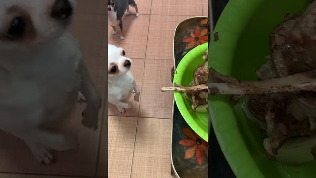 Видит око, да зуб не ймет, мои собачульки выпрашивают косточки. смотреть онлайн