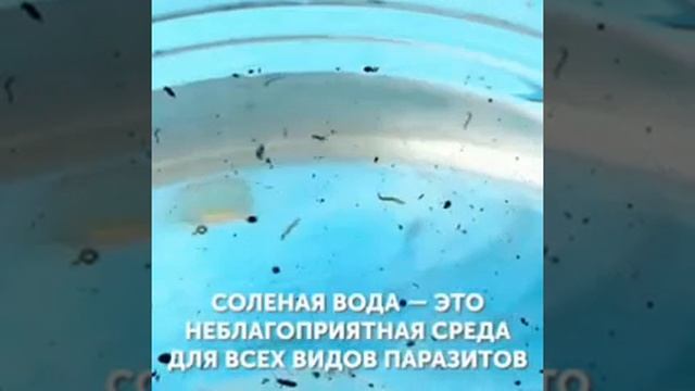 Хозяюшкам в копилку? смотреть онлайн