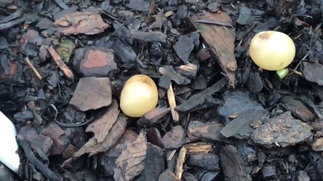 When are germinating seeds ready to plant? смотреть онлайн