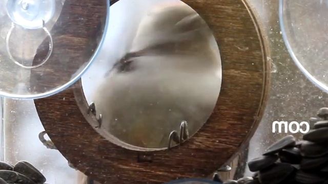 Краснокнижный дятел на оконной кормушке Фотокамера смотреть онлайн